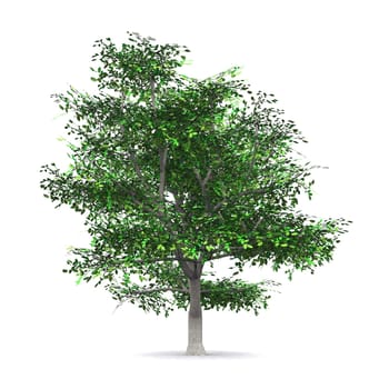 The Tree - Clipped 04