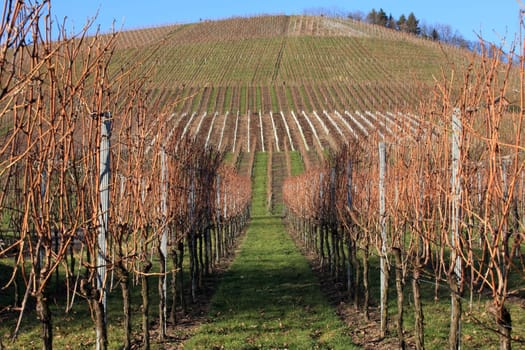 Vineyard in winter