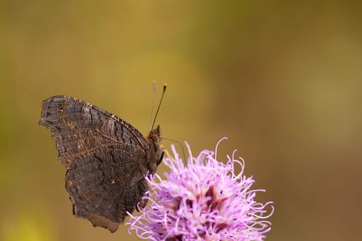 Peacock butterfly
