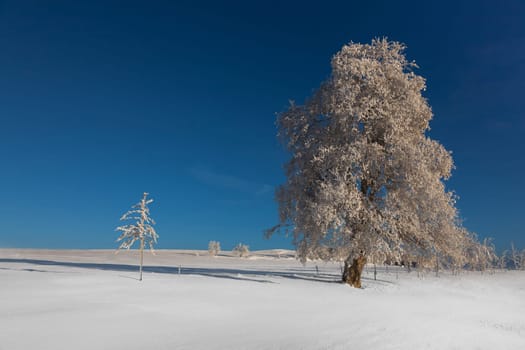 Wintertime.........