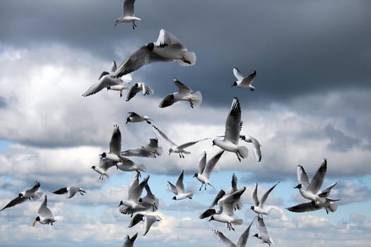 The Birds