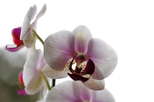 Orchid