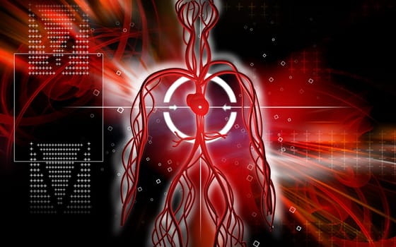 Vascular system