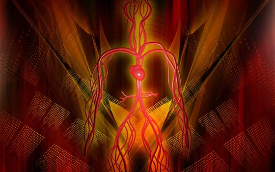 Vascular system