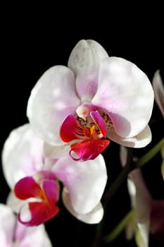 Orchid
