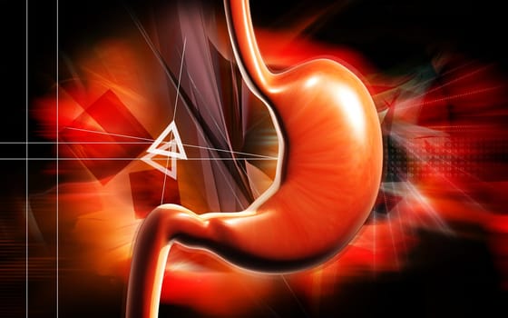Stomach