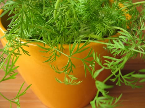 Dill in a flower pot