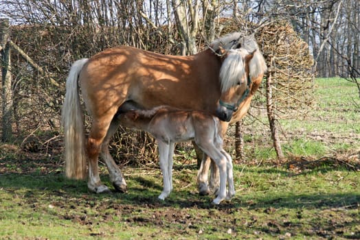 Haflinger mare with foal