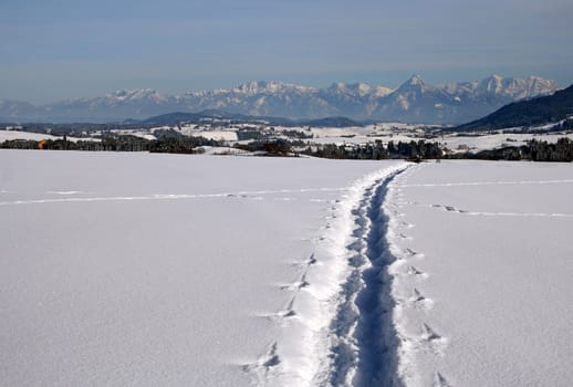 Snowshoe track in the wintry Allgäu