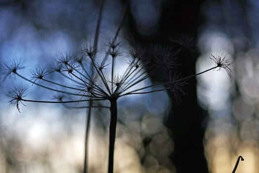 withered umbel