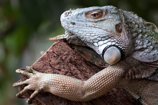 Posing the green iguana
