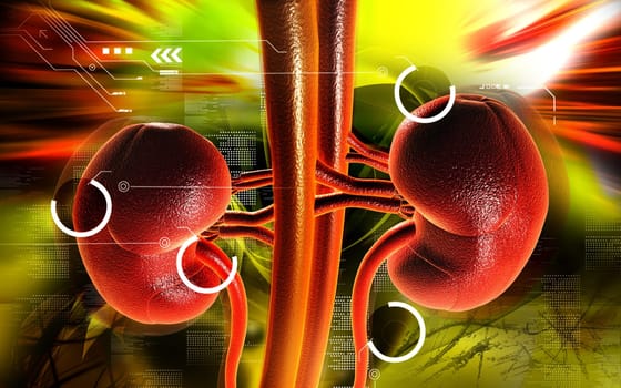 Kidney