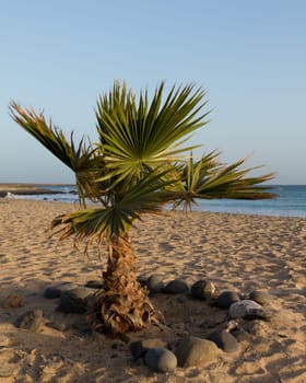 Palm tree on the beach