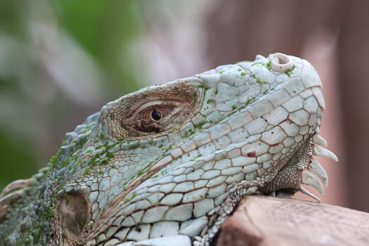 Iguanas also have to rest
