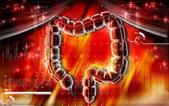 Large intestine