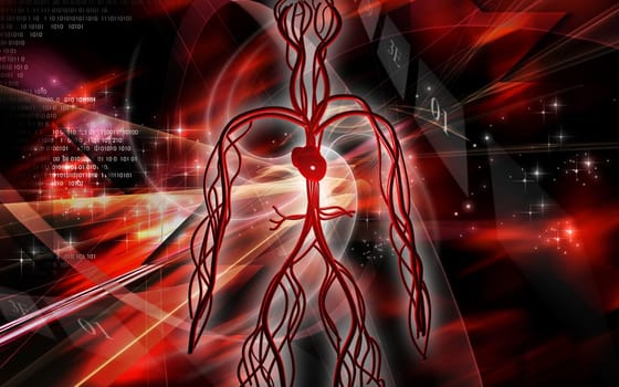 Vascular system