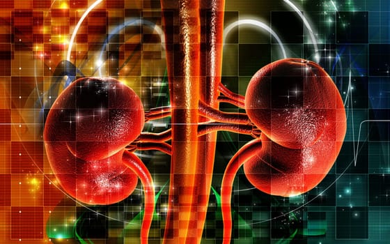 Kidney