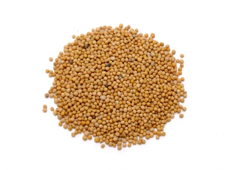 Mustard seeds (Sinapis alba)