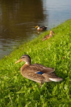 ducks