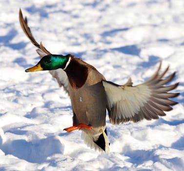 duck
