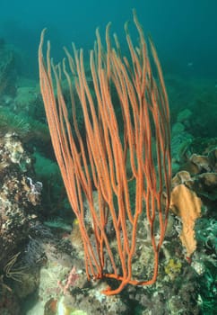 Sea whips in the reef