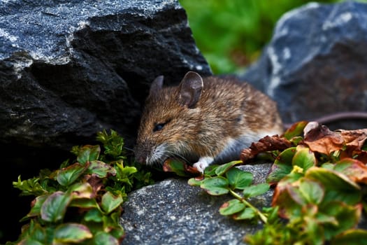 Mouse