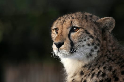 Cheetah Portrait