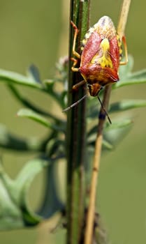 Dolycoris baccarum