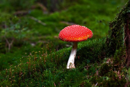 Fly agaric.....