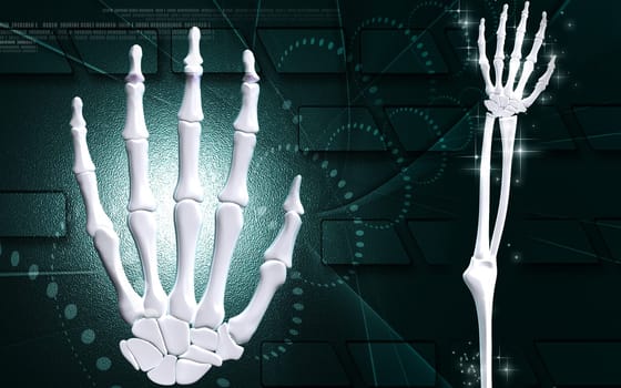 Hand bone