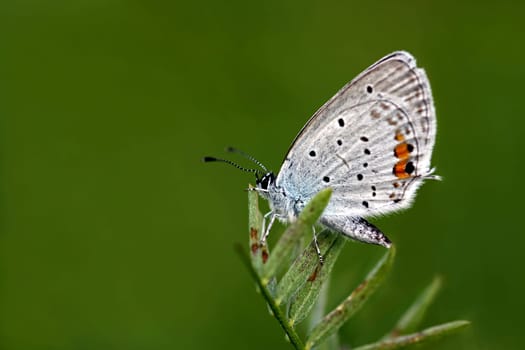 Short-tailed Blue: The short-tailed blue is the second smallest blue in Central Europe. Characteristic of this species is a short tail on each of the hind wings.