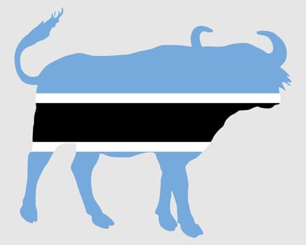 Botswana Buffalo