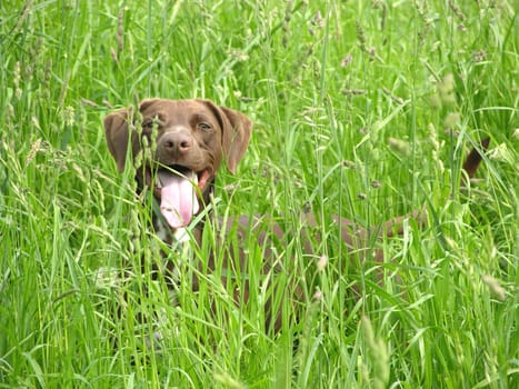 Dog in tall green grass