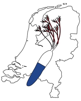 Dutch carrot