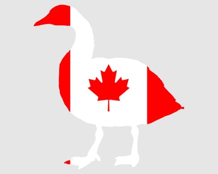 Canada goose Canada
