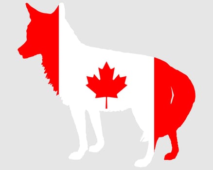 Coyote Canada