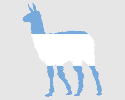 Lama Argentina
