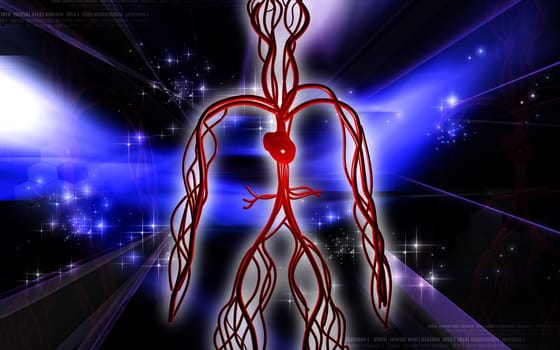 Vascular system