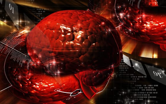 Brain