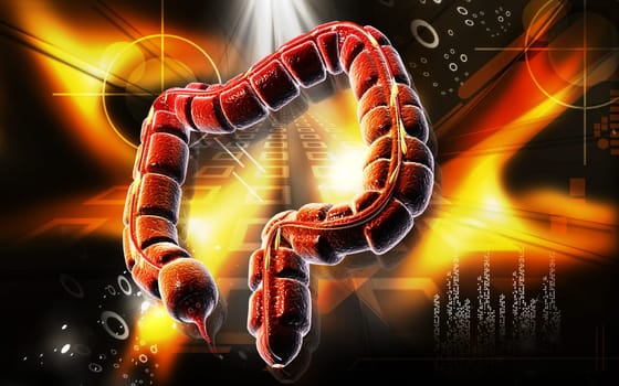 Large intestine