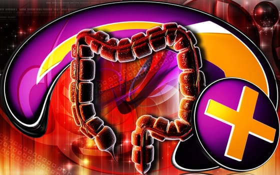 Large intestine