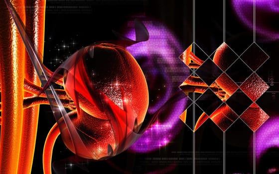 Kidney