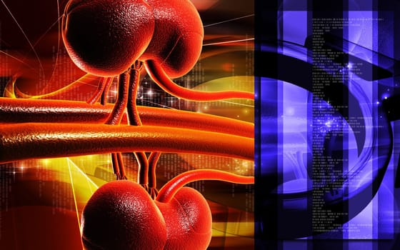Kidney