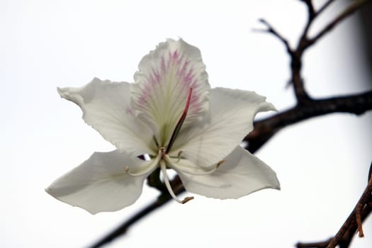 colorful bauhinia
