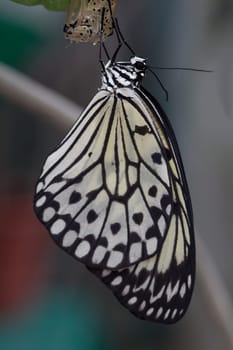 Tree Nymph