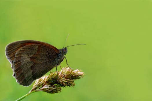 Meadow Brown