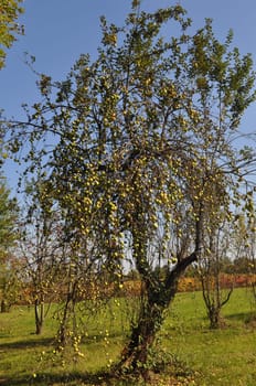 Apple tree
