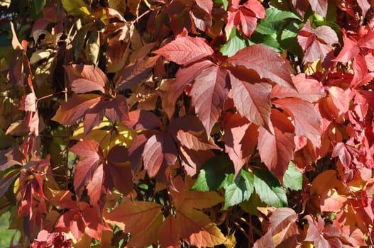 Tree leaves background