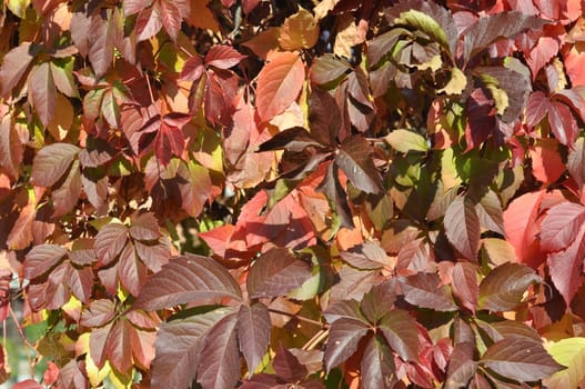 Tree leaves background