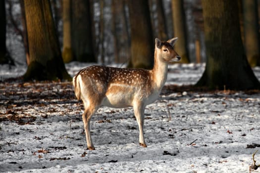 Fallow deer.....